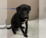 Small American Pit Bull Terrier Mix