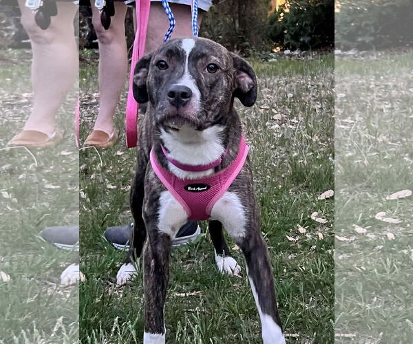 Medium Photo #26 Mutt Puppy For Sale in Mount Laurel, NJ, USA