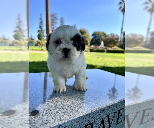 Medium Photo #40 Shih Tzu Puppy For Sale in HAYWARD, CA, USA