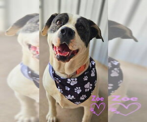 American Pit Bull Terrier-Unknown Mix Dogs for adoption in Monte Vista, CO, USA