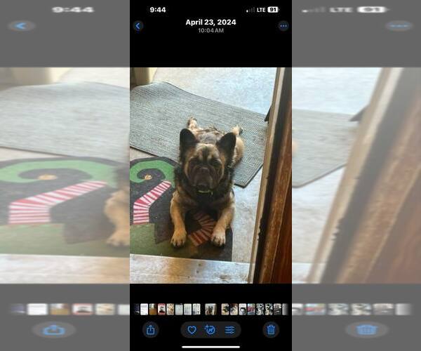 Medium Photo #1 French Bulldog Puppy For Sale in BARK RIVER, MI, USA