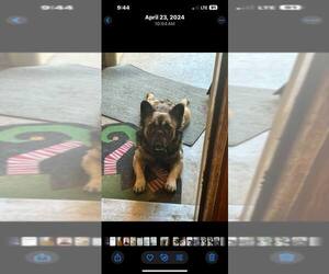 Father of the French Bulldog puppies born on 05/08/2025