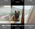Small Photo #1 French Bulldog Puppy For Sale in BARK RIVER, MI, USA