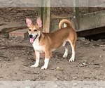 Small #3 Jack Russell Terrier Mix