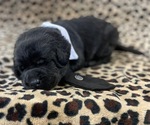 Small Photo #1 Labrador Retriever Puppy For Sale in ELLSWORTH, IA, USA