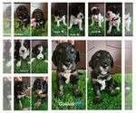 Image preview for Ad Listing. Nickname: Two Litters