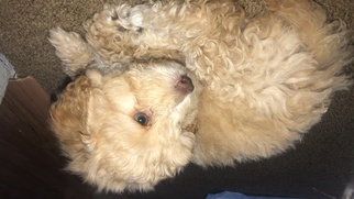 Poodle (Miniature) Puppy for sale in SEATTLE, WA, USA