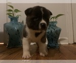 Small Photo #1 Akita Puppy For Sale in UNION CITY, GA, USA