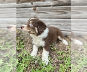 Miniature Australian Shepherd Puppy for Sale in ORLANDO, Florida USA