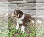 Small Miniature Australian Shepherd