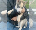 Small Photo #51 Siberian Husky Puppy For Sale in TRIMBLE, MO, USA