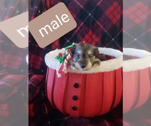 Full screen Photo #3 Schnauzer (Miniature) Puppy For Sale in CHILDRESS, TX, USA