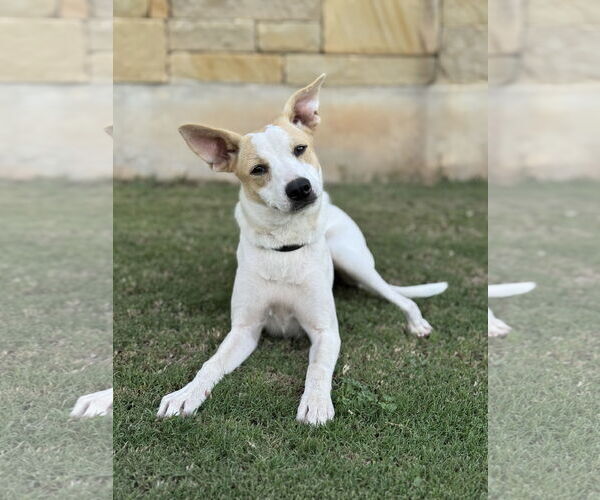 Medium Photo #2 Unknown-Whippet Mix Puppy For Sale in PIPE CREEK, TX, USA