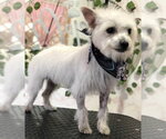 Small #3 Maltese Mix