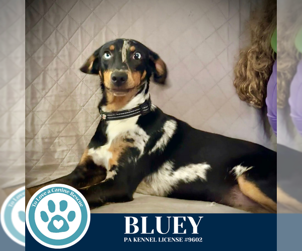 Medium Photo #4 Mutt Puppy For Sale in Kimberton, PA, USA