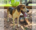 Small Photo #2 Treeing Walker Coonhound Puppy For Sale in Greenville, SC, USA