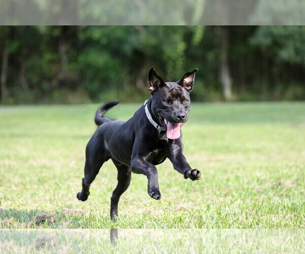 Medium Photo #2 Mutt Puppy For Sale in  Gainesville, FL, USA