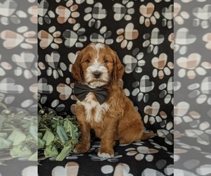 Goldendoodle (Miniature) Puppy for sale in CHRISTIANA, PA, USA
