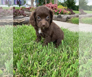 Cocker Spaniel-Poodle (Miniature) Mix Puppy for sale in SHILOH, OH, USA