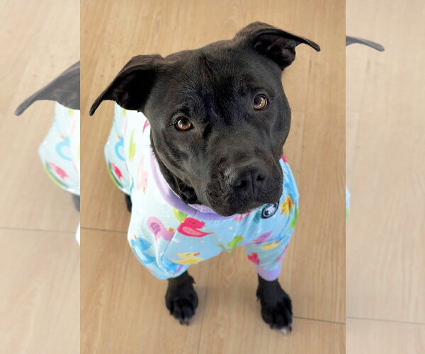 Medium Photo #6 American Pit Bull Terrier-Unknown Mix Puppy For Sale in Rockaway, NJ, USA