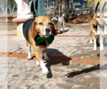 Small Photo #11 Beagle Puppy For Sale in Apple Valley, CA, USA