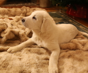 Medium Akbash-Great Pyrenees Mix