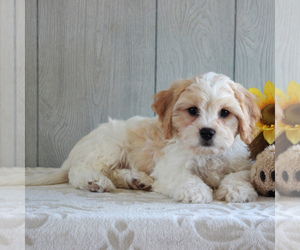 Cavachon Puppy for sale in GORDONVILLE, PA, USA