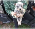 Puppy Grey Australian Cattle Dog