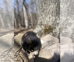 Small Photo #66 Australian Shepherd Puppy For Sale in FARMVILLE, VA, USA