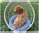 Small Photo #11 Poodle (Toy) Puppy For Sale in NIANGUA, MO, USA