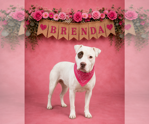 Medium Photo #1 Mutt Puppy For Sale in Shillington, PA, USA