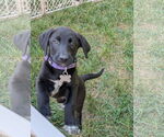 Small #2 Labrador Retriever Mix