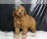 Puppy Benji Multigen Goldendoodle (Miniature)