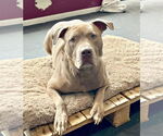 Small #3 American Staffordshire Terrier Mix