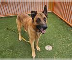 Small German Shepherd Dog Mix