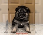 Small #8 German Shepherd Dog