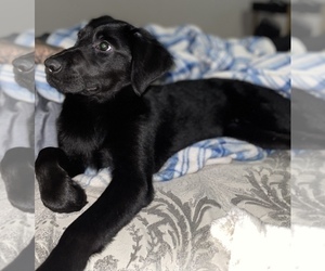 Goldendoodle Dogs for adoption in LAKELAND, FL, USA