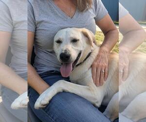 ELLE - Female Great Pyrenees-Unknown Mix Dog for Adoption - Photo #3
