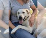 Small #2 Great Pyrenees Mix