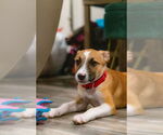 Small #6 Black Mouth Cur Mix