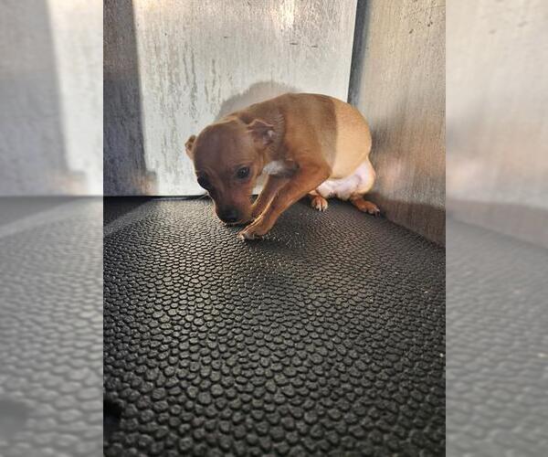 Medium Photo #1 Chihuahua-Unknown Mix Puppy For Sale in San Antonio, TX, USA