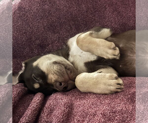 Medium Photo #5 Siberian Husky-Unknown Mix Puppy For Sale in Fargo, ND, USA