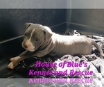 Small Photo #7 American Pit Bull Terrier Puppy For Sale in DELAWARE, OH, USA