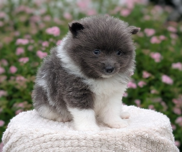 Medium Photo #40 Pomeranian Puppy For Sale in GOSHEN, IN, USA