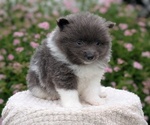 Small Photo #40 Pomeranian Puppy For Sale in GOSHEN, IN, USA