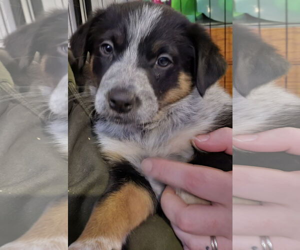 Medium Photo #3 Mutt Puppy For Sale in Garden City, NY, USA