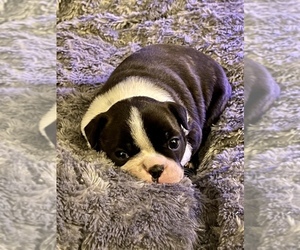 Boston Terrier Puppy for sale in PR DU CHIEN, WI, USA
