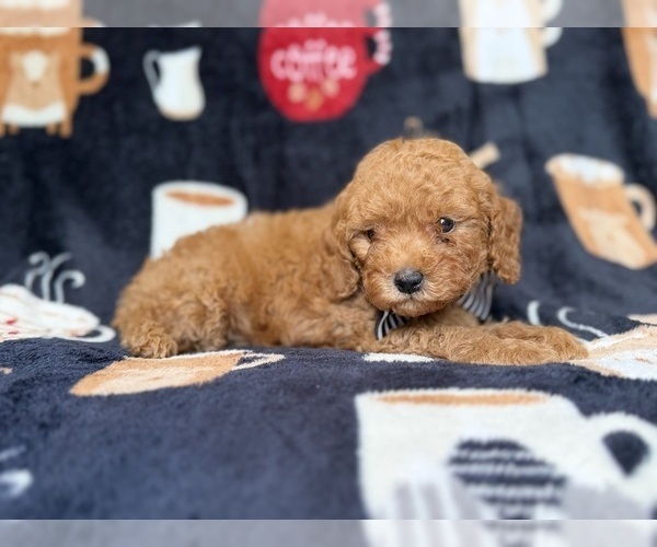 Medium Photo #4 Cavapoo (Miniature) Puppy For Sale in LAKELAND, FL, USA