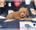Small #3 Cavapoo (Miniature)