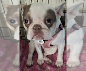 Aubrey - Female French Bulldog Dog for Adoption - Photo #7